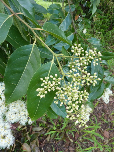 Eucalyptus binacag