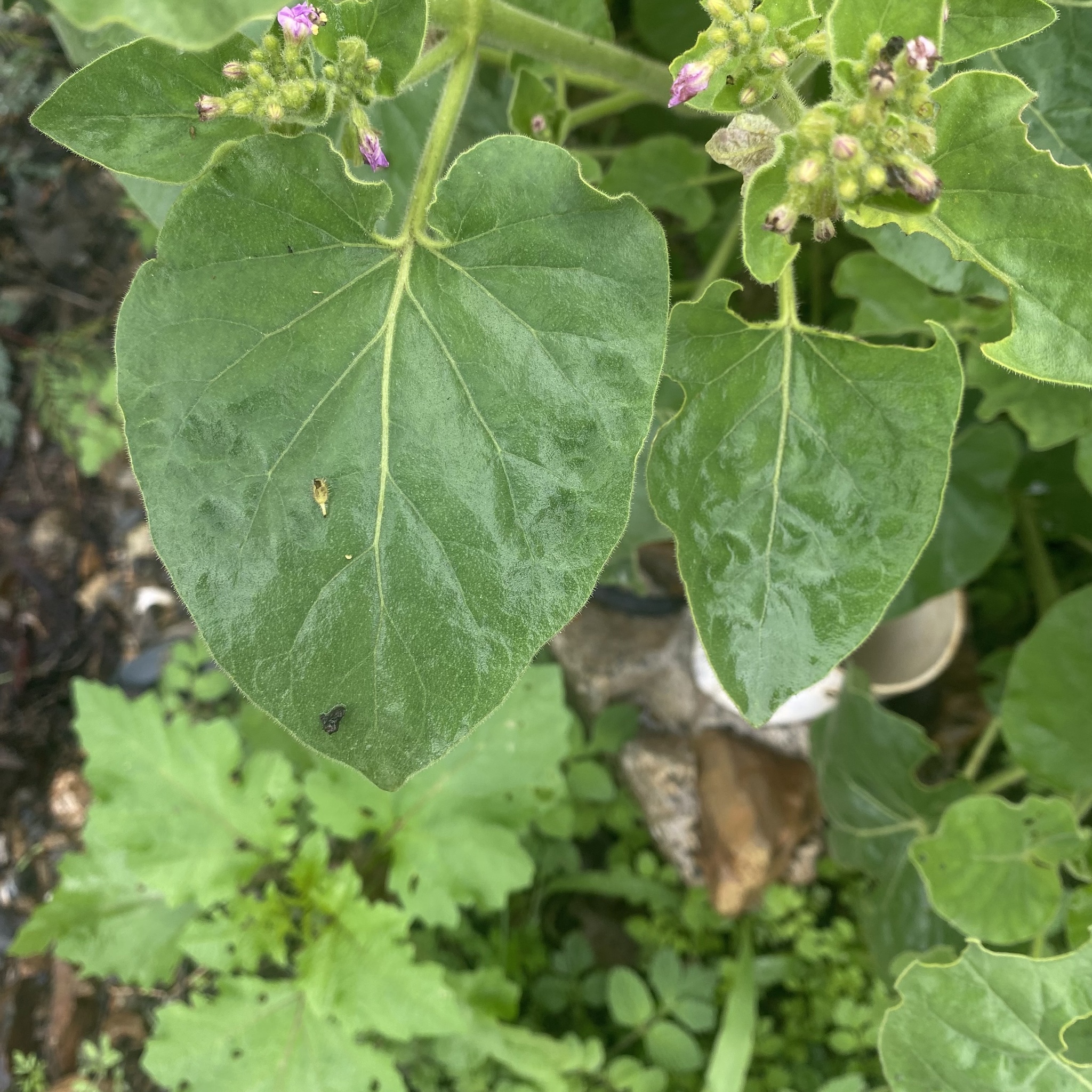 Mirabilis viscosa image