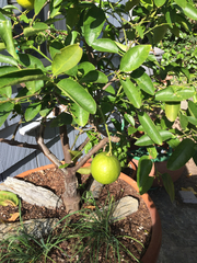 Citrus × latifolia
