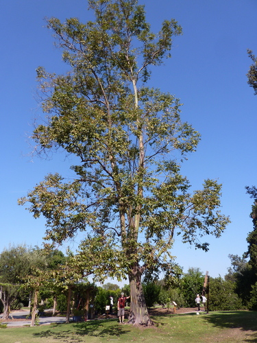 Eucalyptus binacag