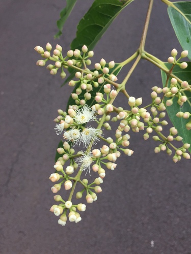 Eucalyptus binacag