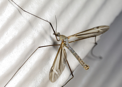 Tipula aspidoptera