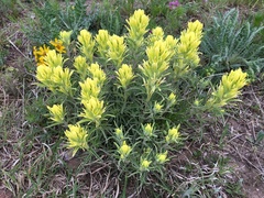 Castilleja citrina