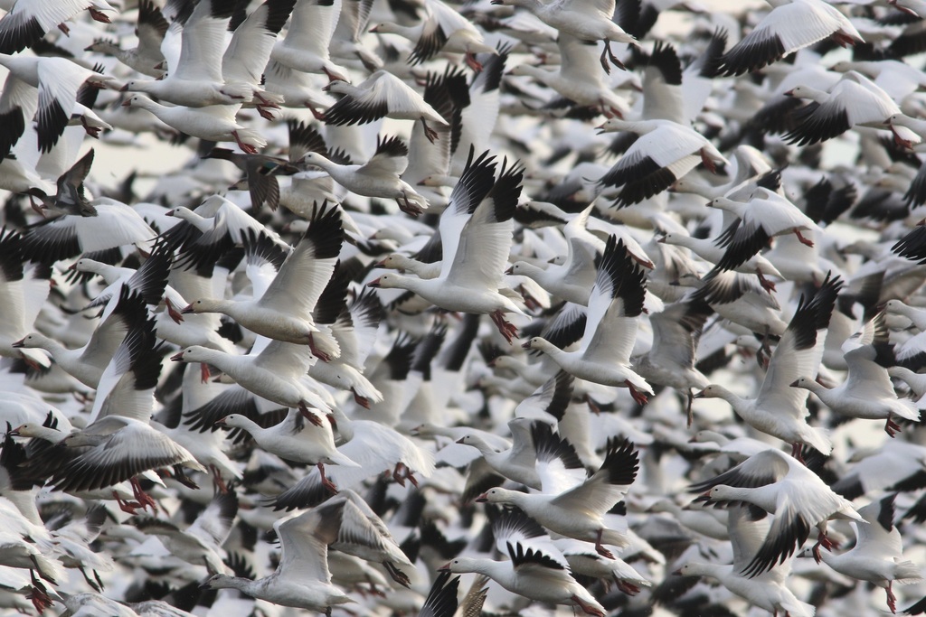 Snow Goose