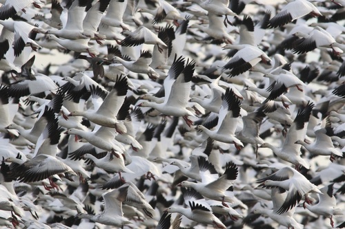 Ganso Blanco (Anser caerulescens)