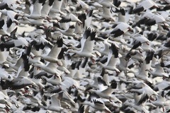 Snow Goose photo 5