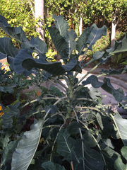 Brassica oleracea italica