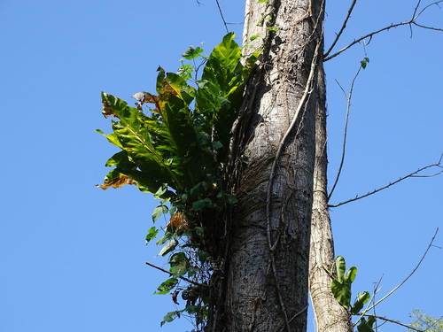 Anthurium bonplandii  iNaturalist