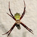 Hub Garden Orbweaver - Photo (c) Peter Vos, some rights reserved (CC BY-NC), uploaded by Peter Vos