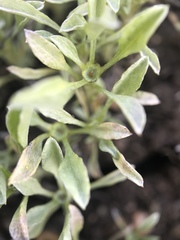 Hesperevax sparsiflora
