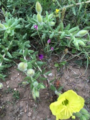 Oenothera hartwegii