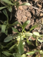 Hesperevax sparsiflora