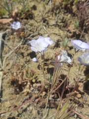 Phacelia douglasii