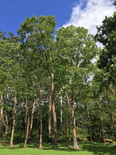 Eucalyptus binacag