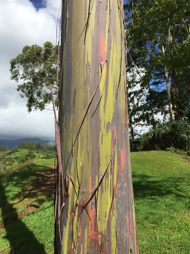 Eucalyptus binacag