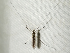 Gonomyia puer