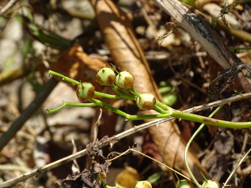 Image of Ipomoea splendor by (c) Alexis López Hernández, some rights reserved (CC BY)
