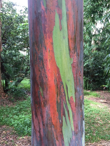Eucalyptus deglupta