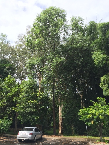 Eucalyptus deglupta