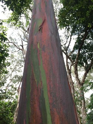 Eucalyptus deglupta