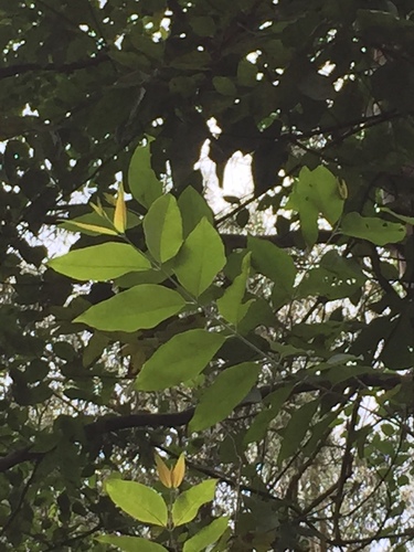 Eucalyptus deglupta