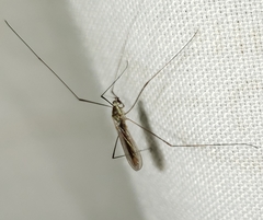 Gonomyia puer