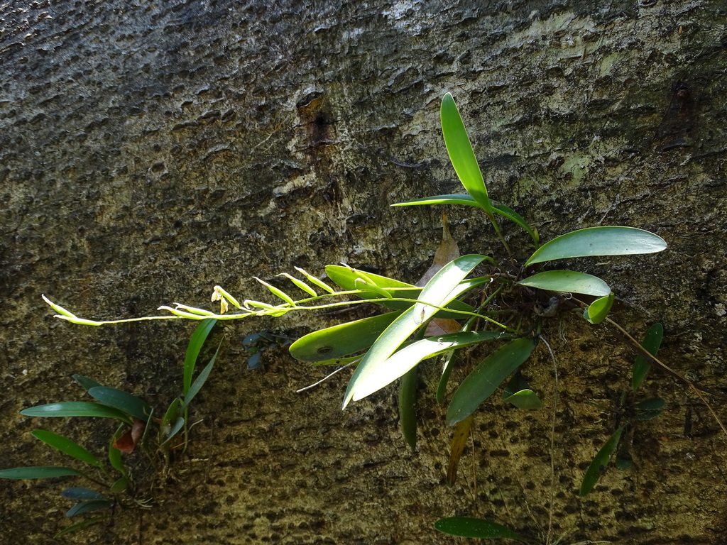 Pleurothallis quadrifida