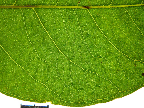 Eucalyptus deglupta