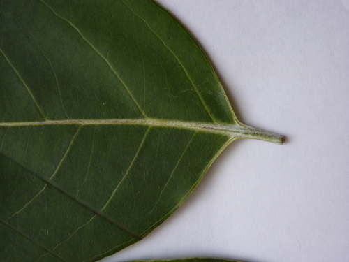 Eucalyptus deglupta