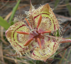 Calochortus tiburonensis