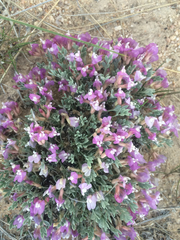 Astragalus calycosus