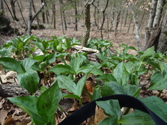 Trillium viridescens