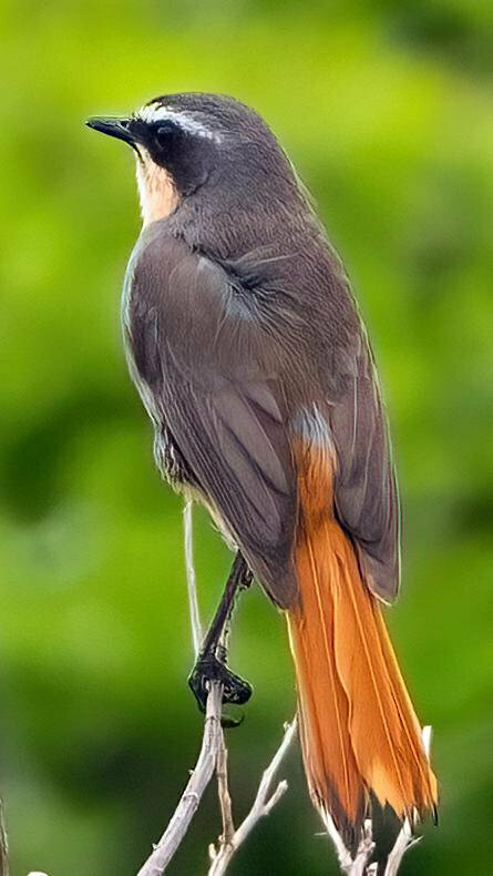 Southern Cape Robin-Chat from Kleinmond, 7195, South Africa on October ...