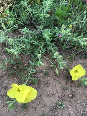 Oenothera hartwegii