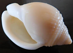 Semicassis semigranosa