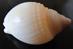 Semicassis semigranosa