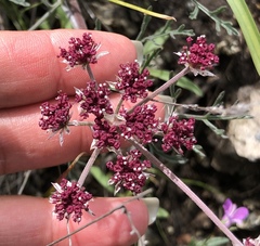 Lomatium hooveri