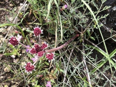 Lomatium hooveri