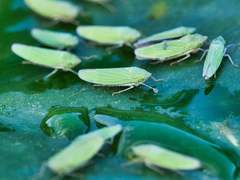 Draeculacephala inscripta