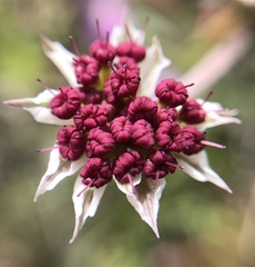 Lomatium hooveri