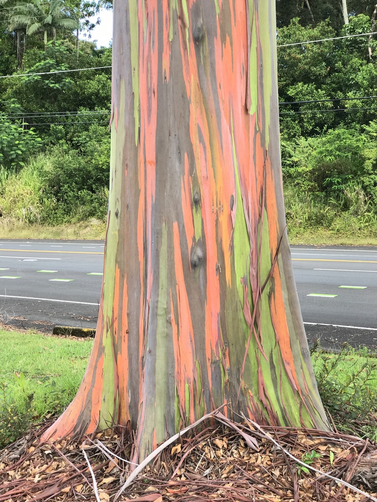Eucalyptus binacag