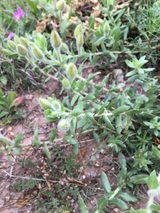Oenothera hartwegii