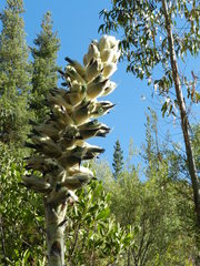 Puya herzogii