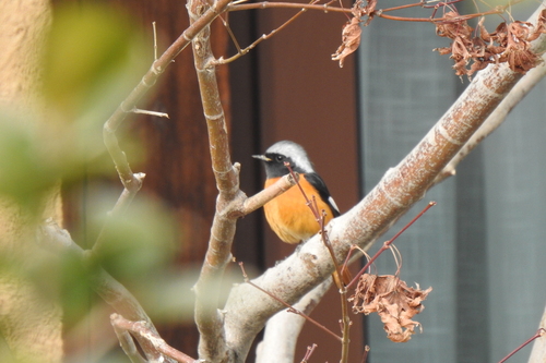 Daurian Redstart