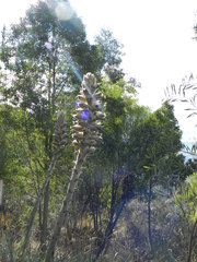 Puya herzogii