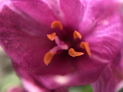 Fritillaria pluriflora