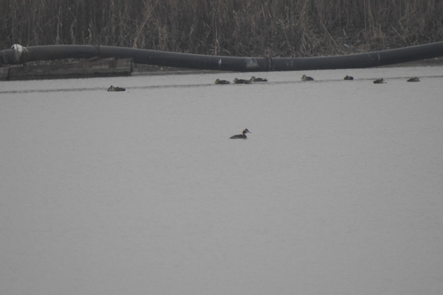 Great Crested Grebe