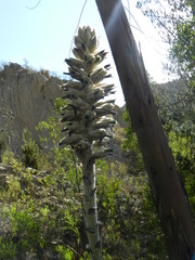 Puya herzogii