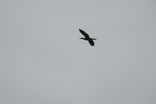 Great Cormorant