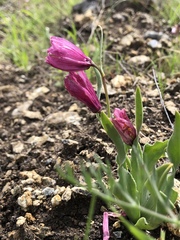 Fritillaria pluriflora